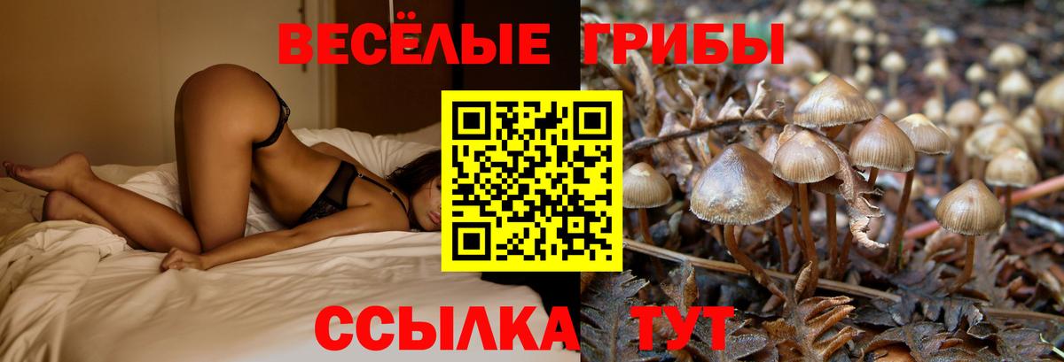 Псилоцибиновые грибы прущие грибы Кандалакша