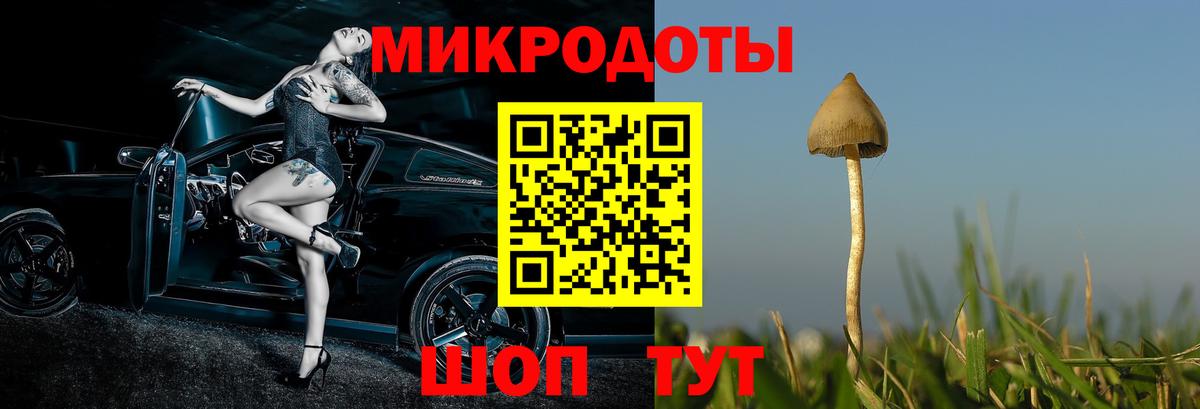 Кандалакша  Псилоцибиновые грибы Psilocybe  Вход с VPN 